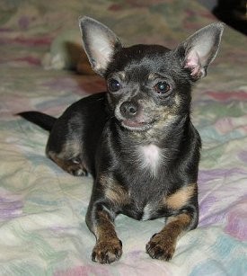 Mouse, blue-brindle chihuahua